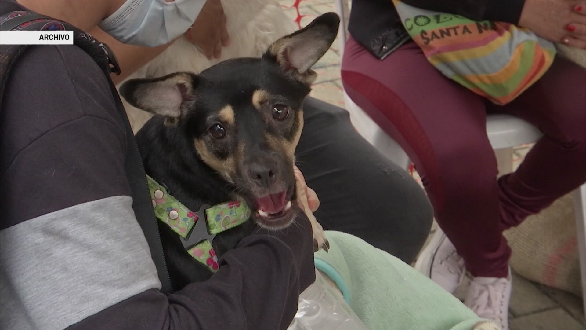 Caninos beneficiados por el Día Mundial del Perro