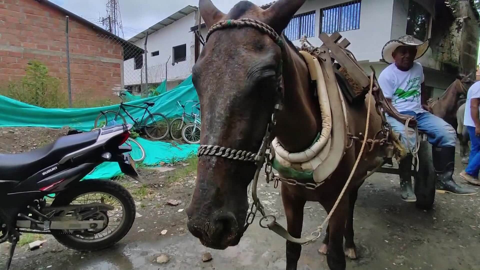 ‘Jubilan’ a 51 animales usados para la tracción