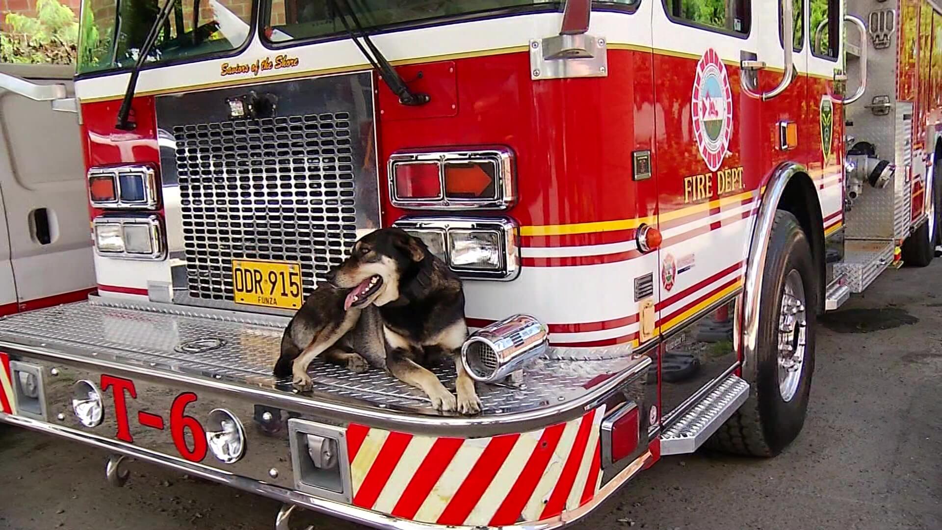 Tobías, un perro que salva vidas