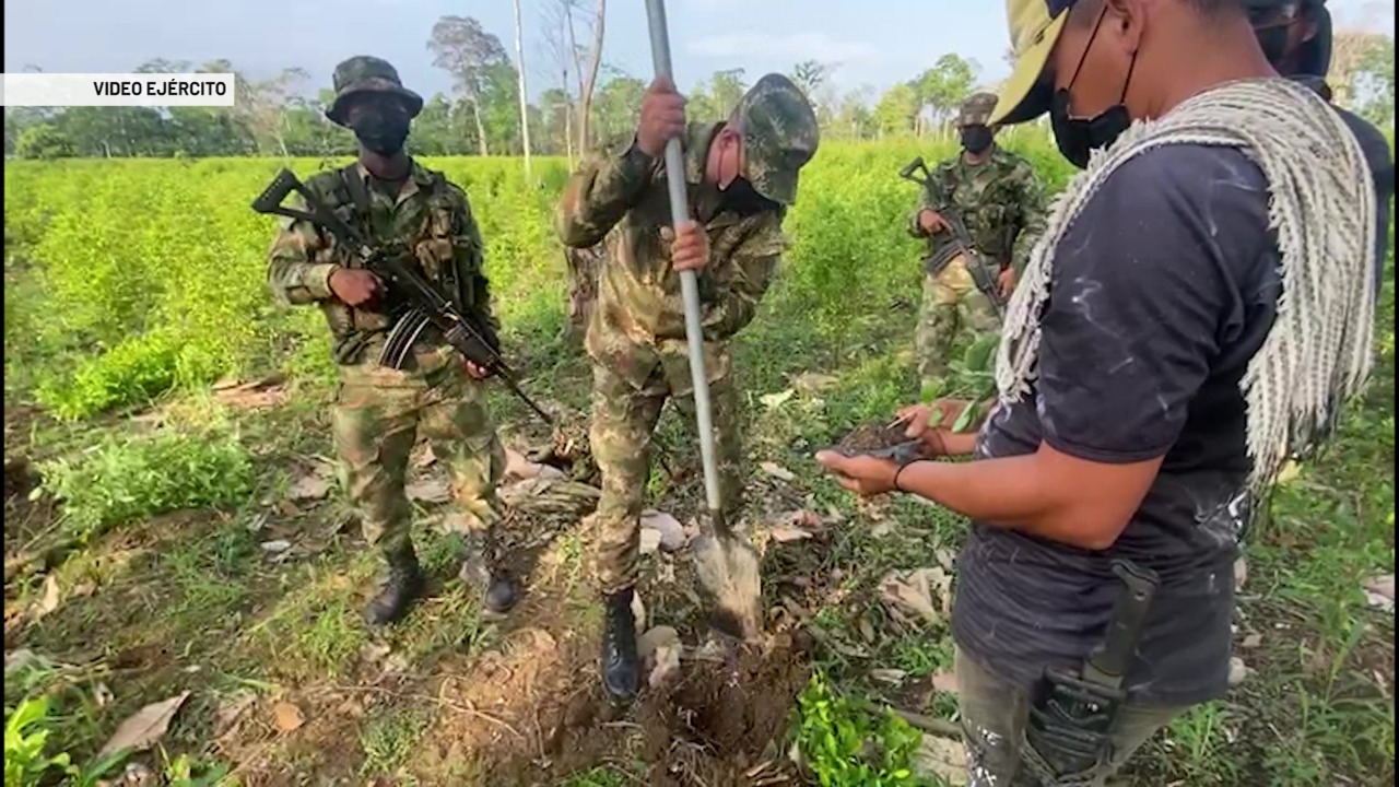 Árboles sustituyen cultivos de coca