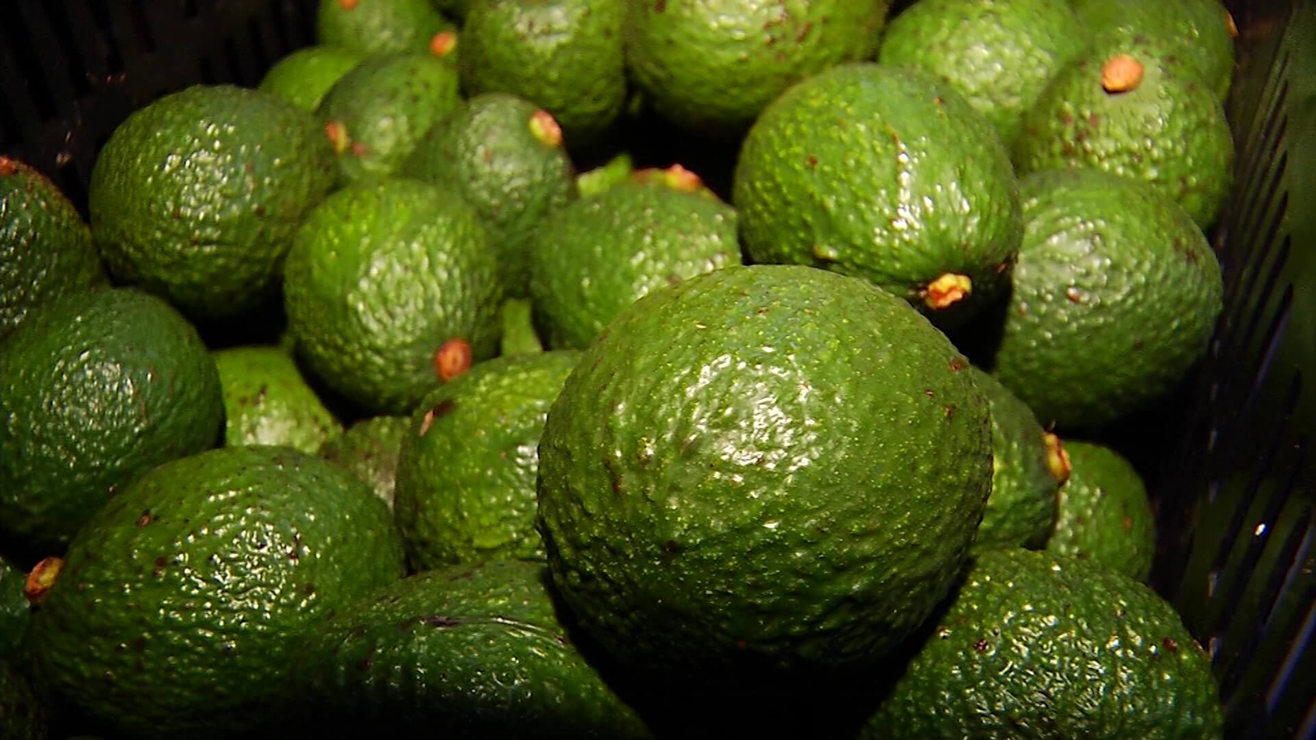 Antioquia, mayor exportador de aguacates hass