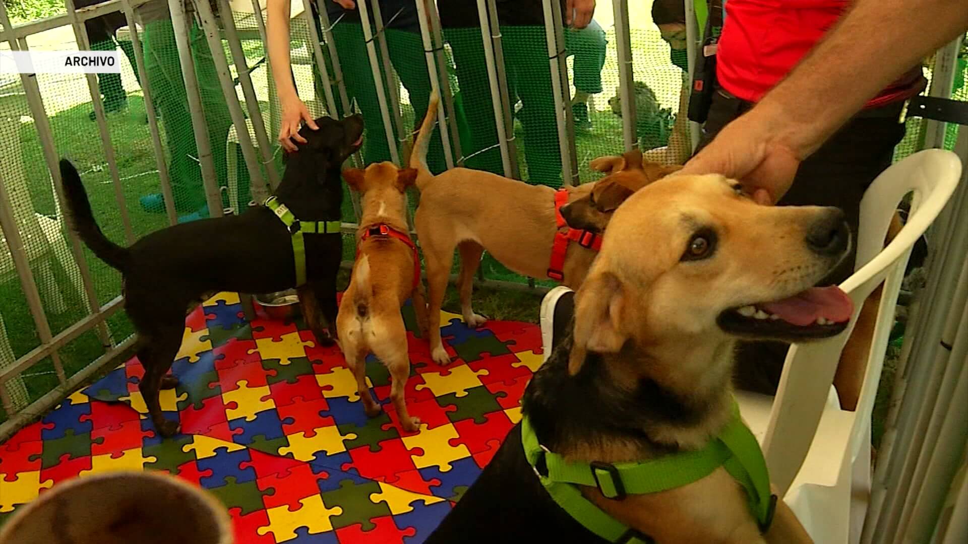 Ocho ciudades unidas por la protección animal