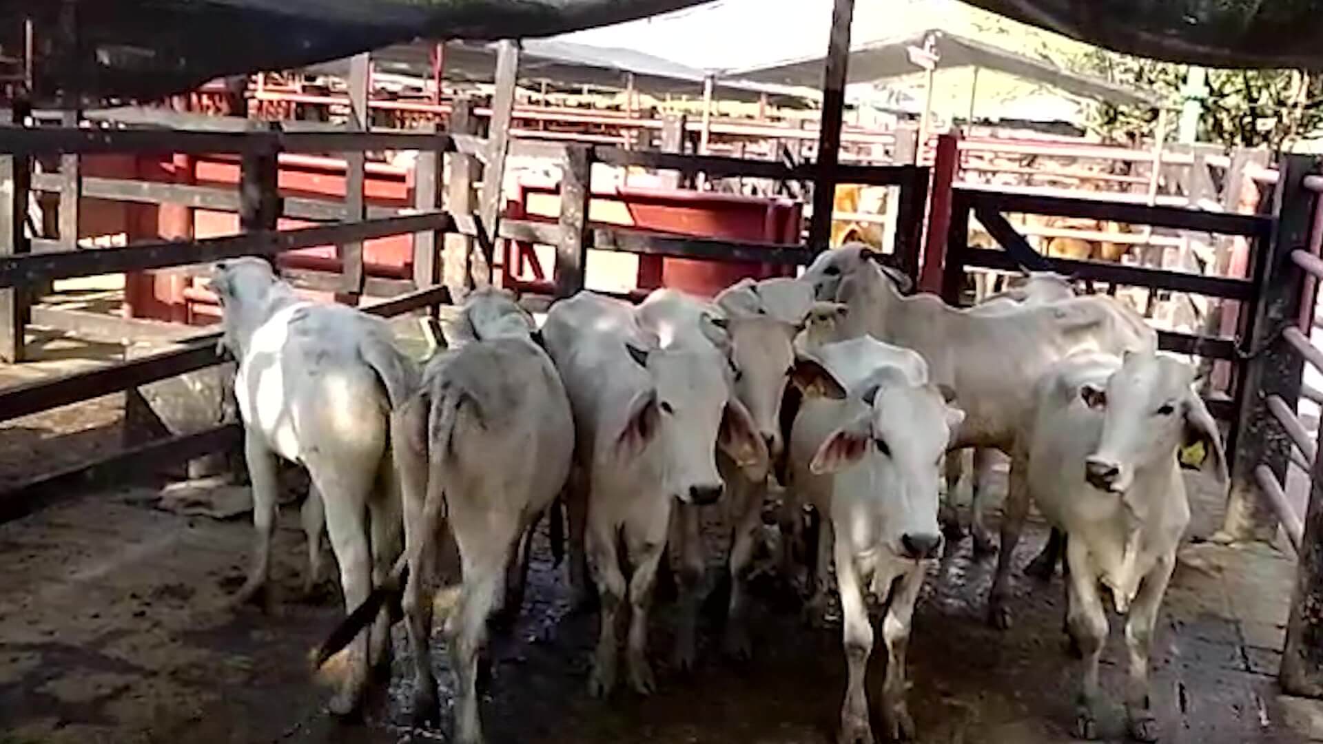 Rechazo a prohibición de exportar ganado
