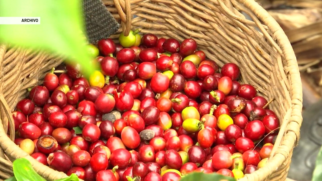 Cosecha cafetera, por debajo de lo esperado