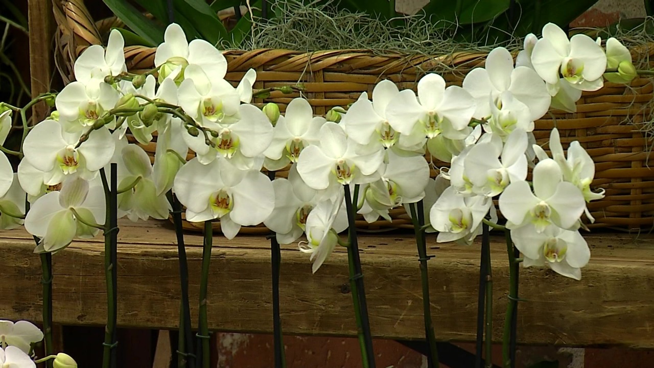 El centro cultural Vásquez se viste de flores