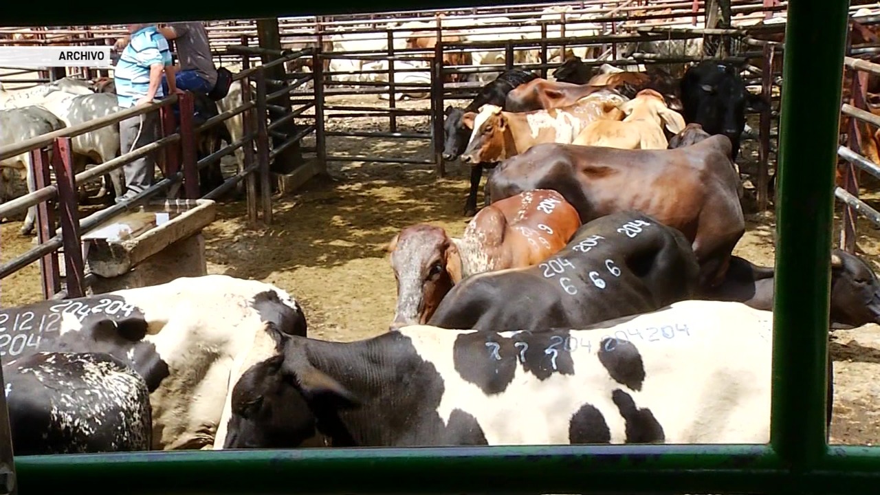 «Hay especulación con la carne»: Fedegan