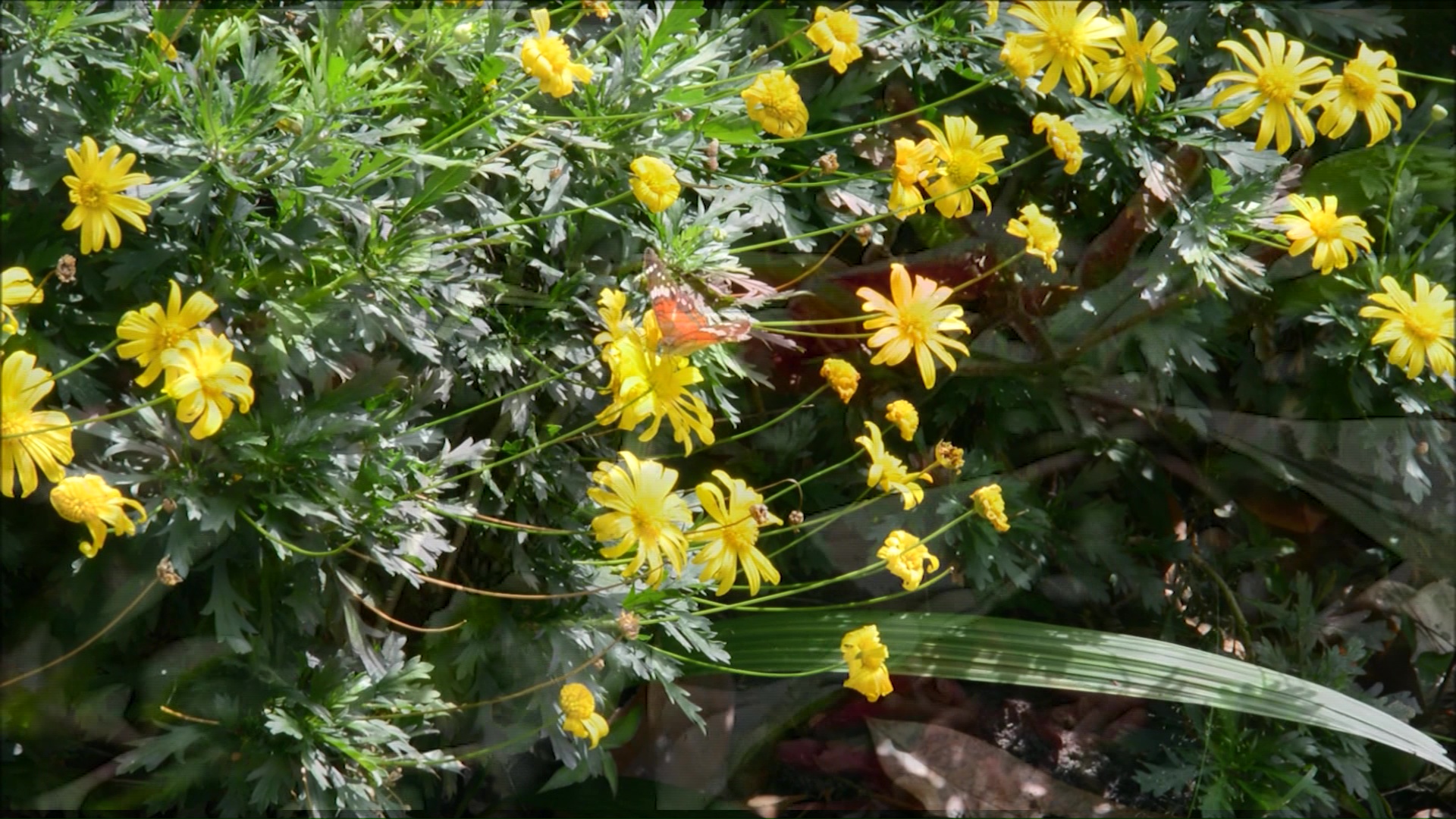 En agosto, ‘Feria Florece’ en el Jardín Botánico