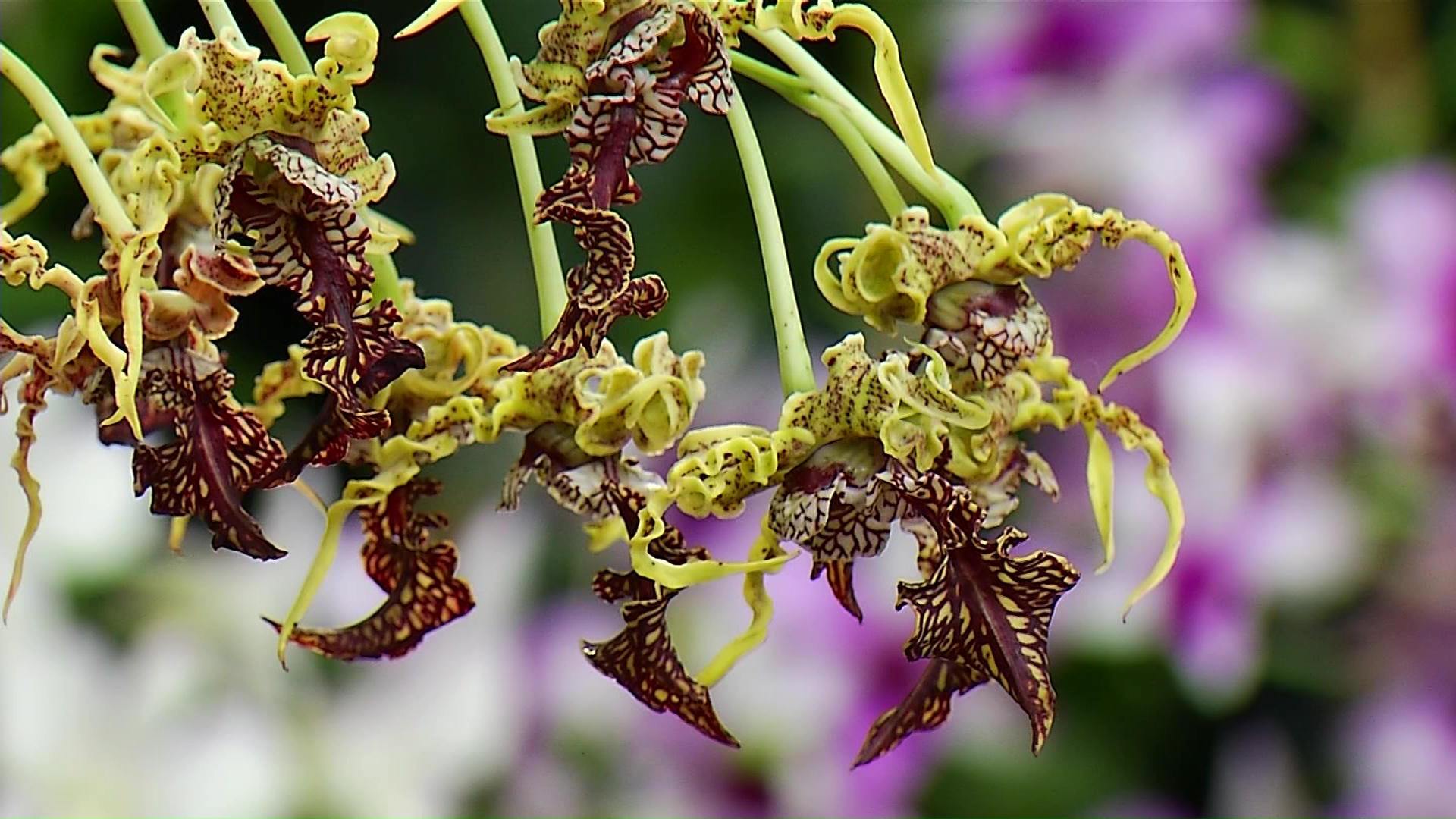 Competencia de orquídeas en Jardín Botánico