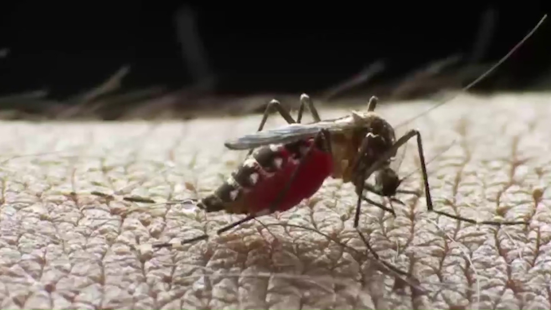 Bello, primera ciudad en Latinoamérica sin Dengue
