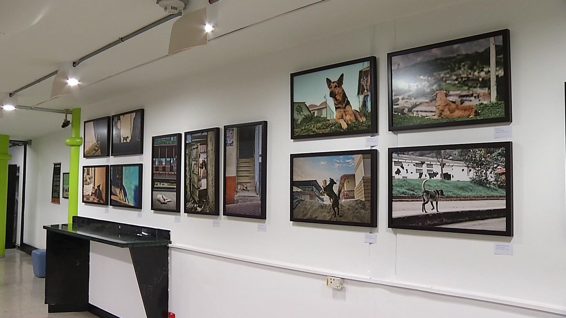 Exposición sobre animales callejeros