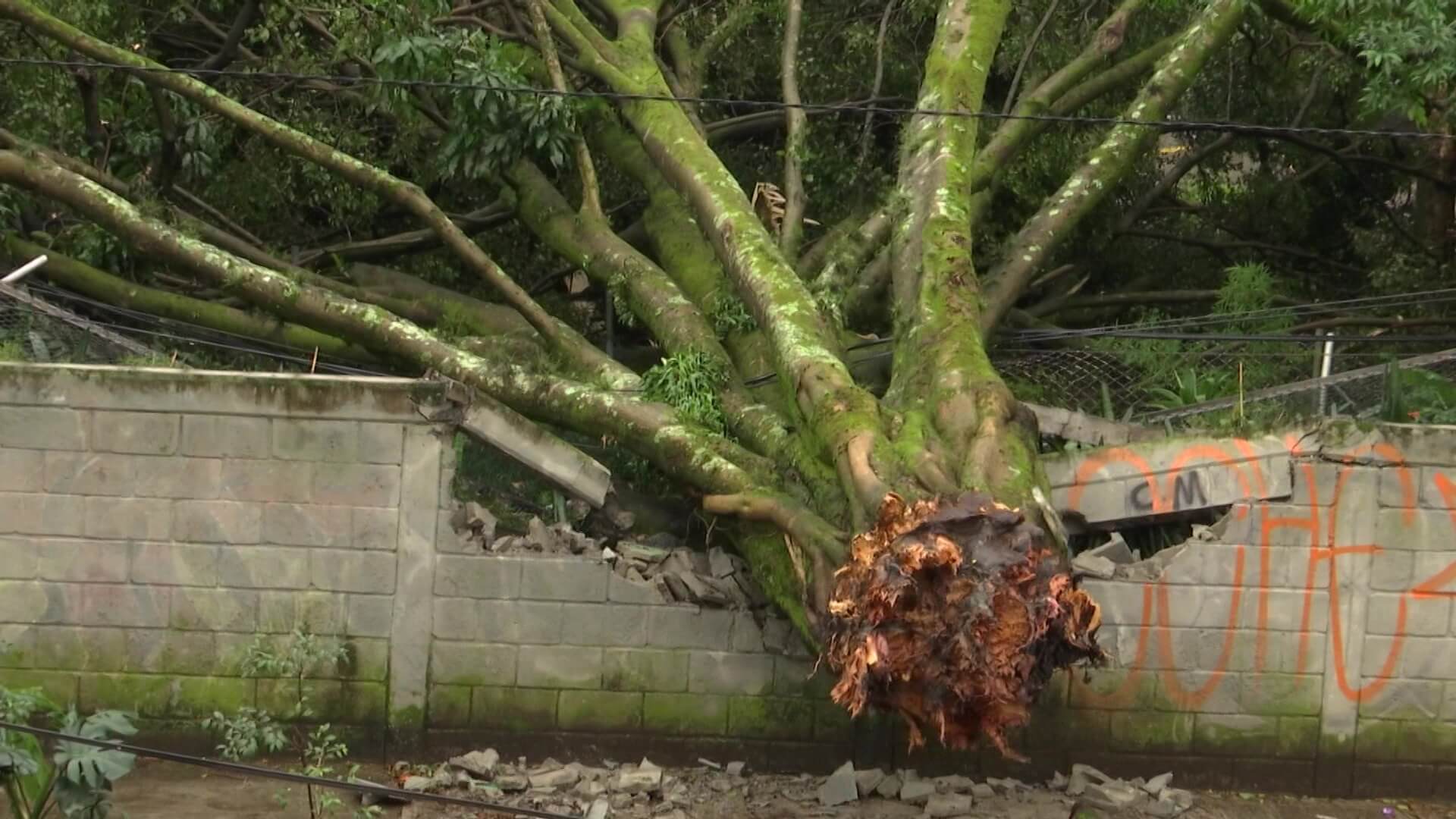 Inundaciones y árboles caídos por aguacero