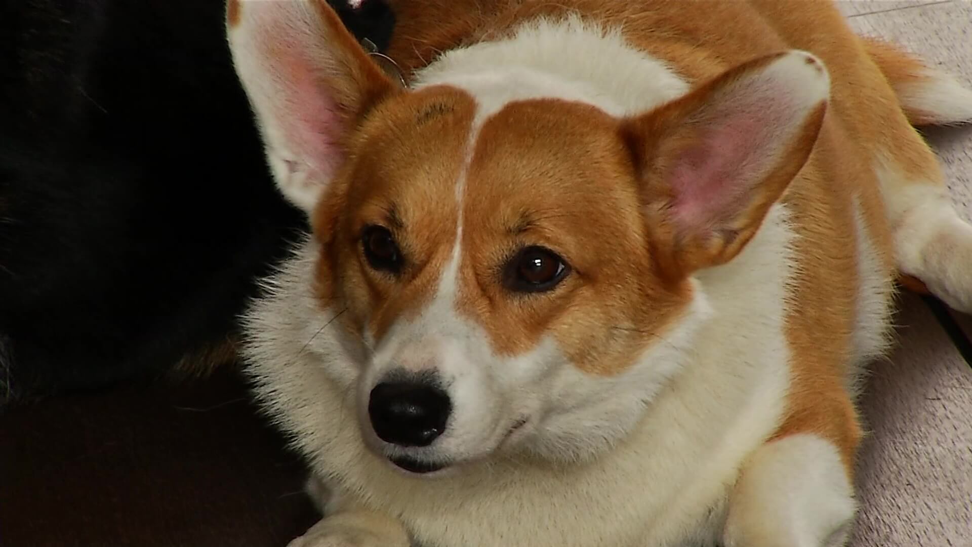 Los ‘perros de la Reina’, caros y escasos