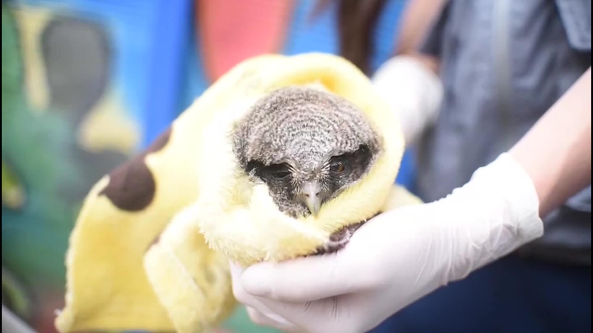 Preocupa muerte de animales silvestres