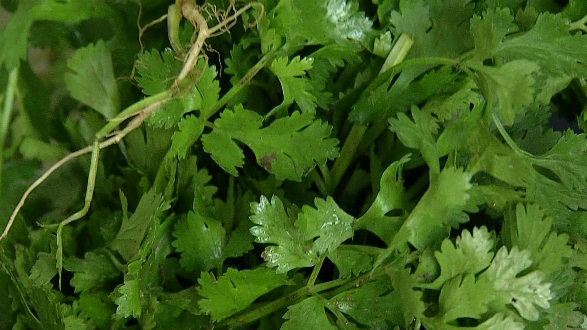 El kilo de cilantro está a $10.000