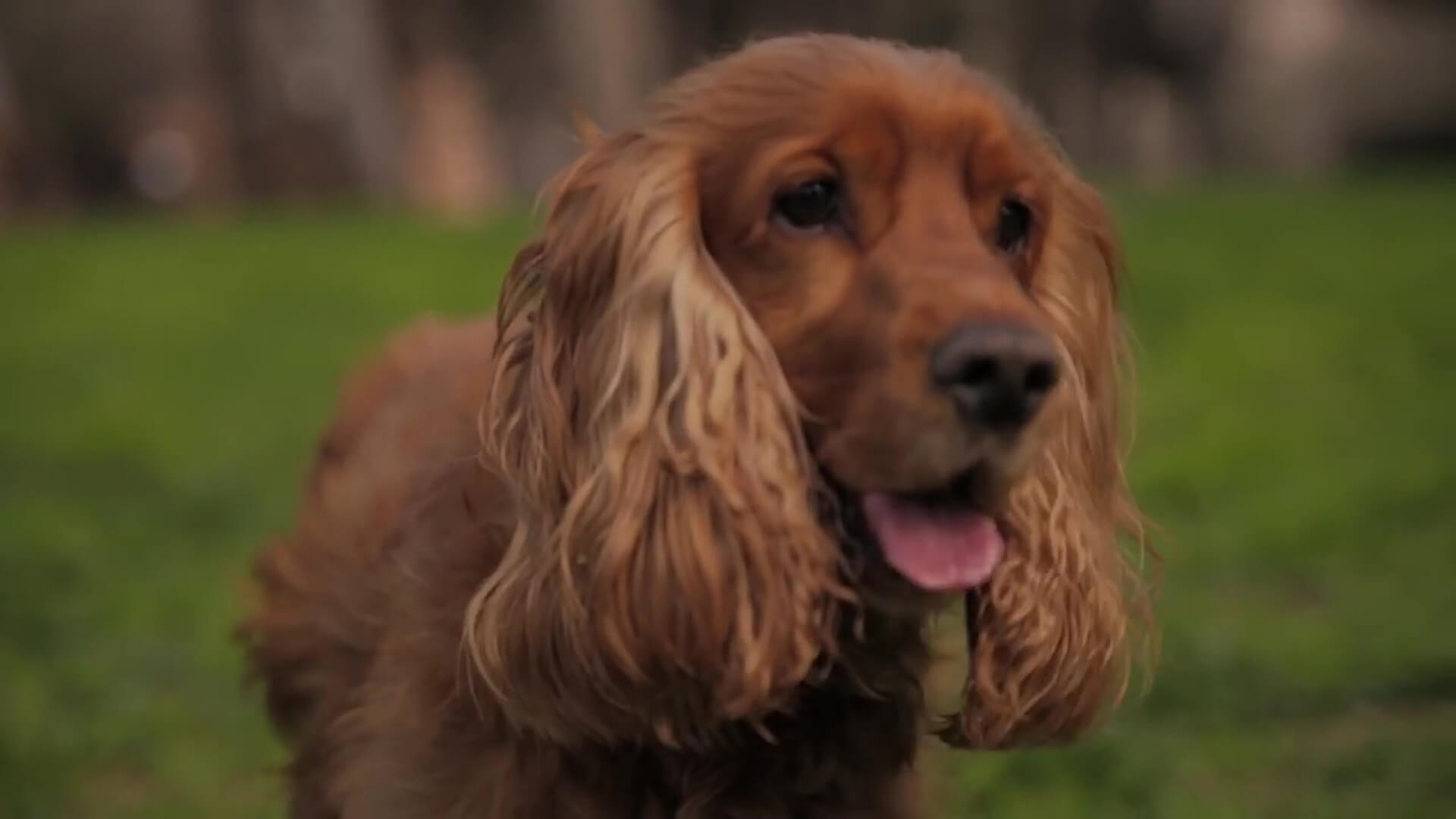 Paseos corrigen malos hábitos en las mascotas