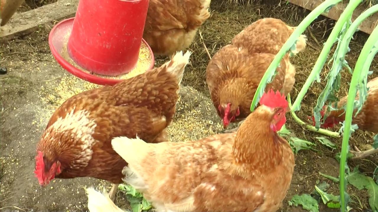 Aumentará producción de pollo y huevo