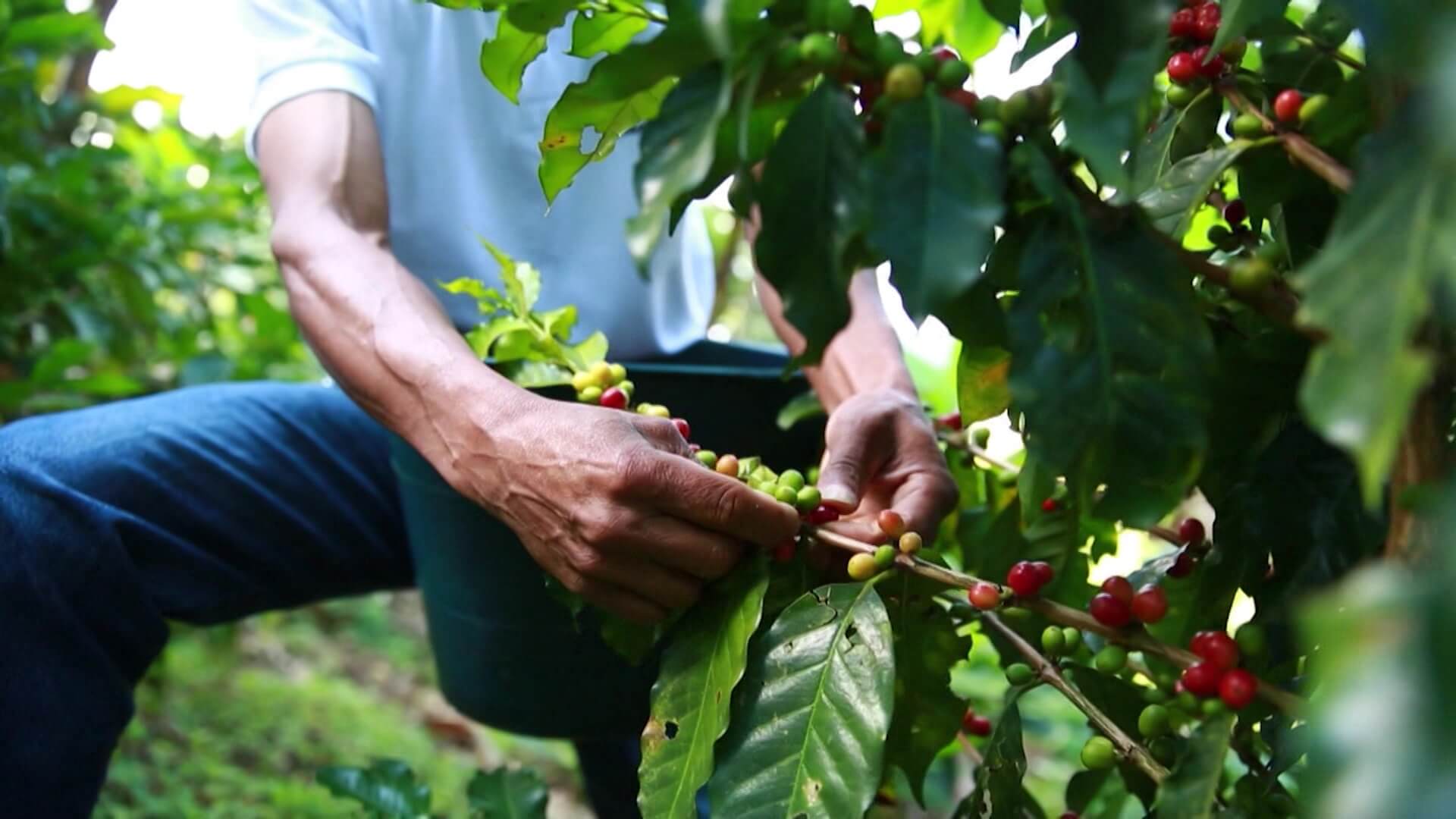 Festivales de café en Teleantioquia 2