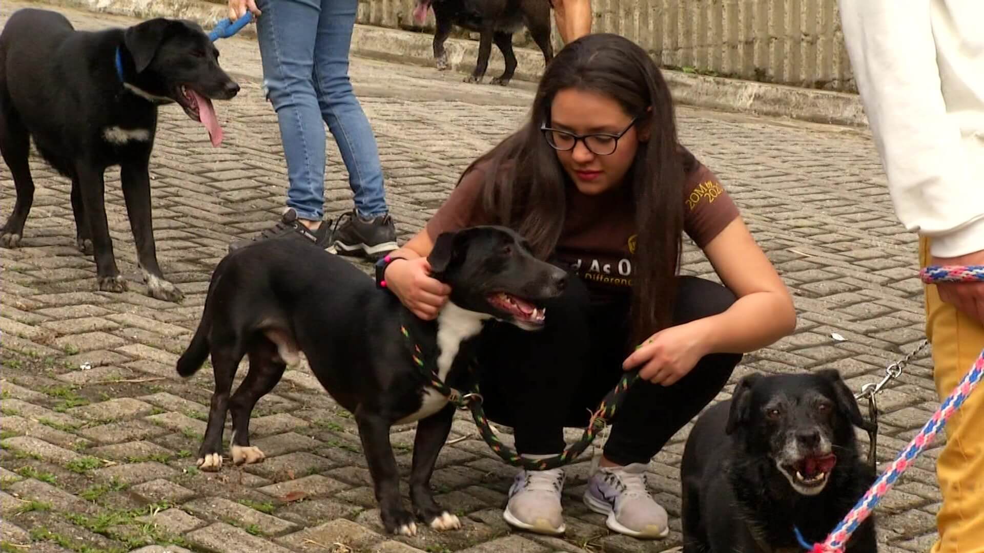 Rescatan caninos y les buscan familia