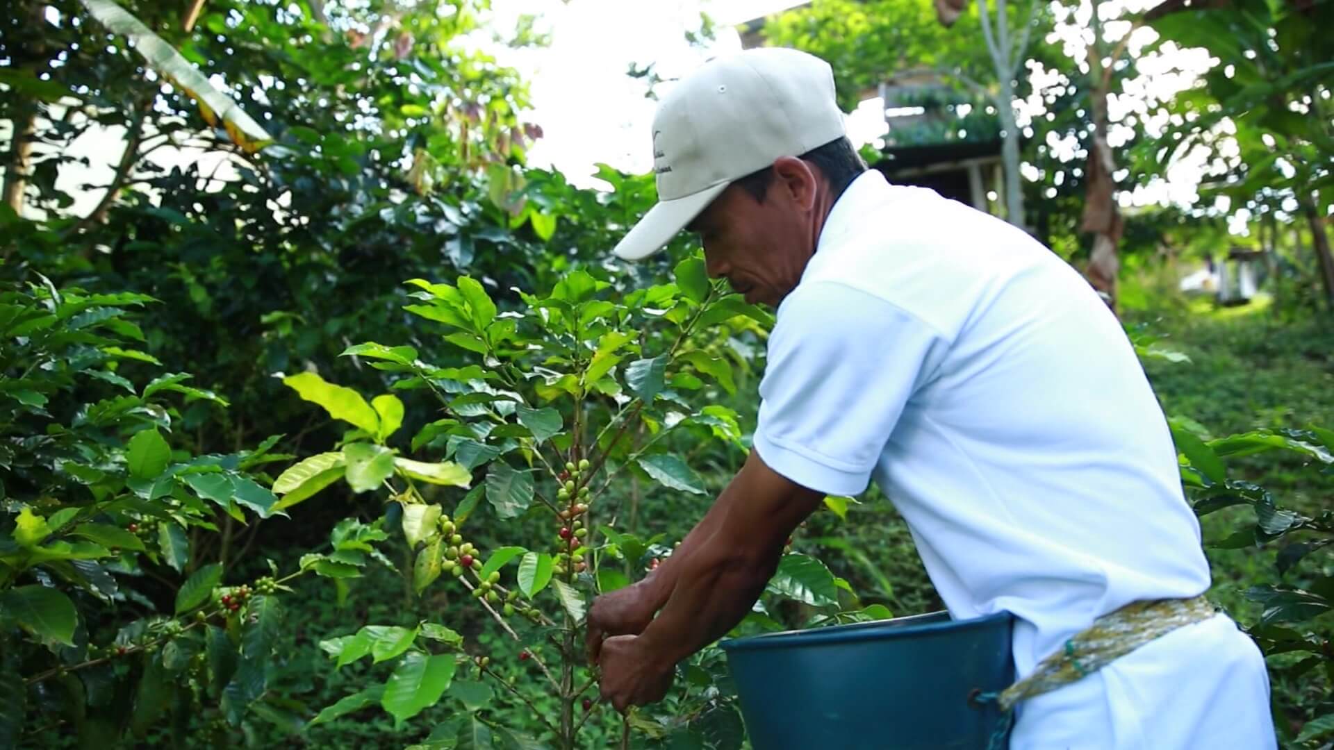 Acuerdos con Italia para municipios cafeteros