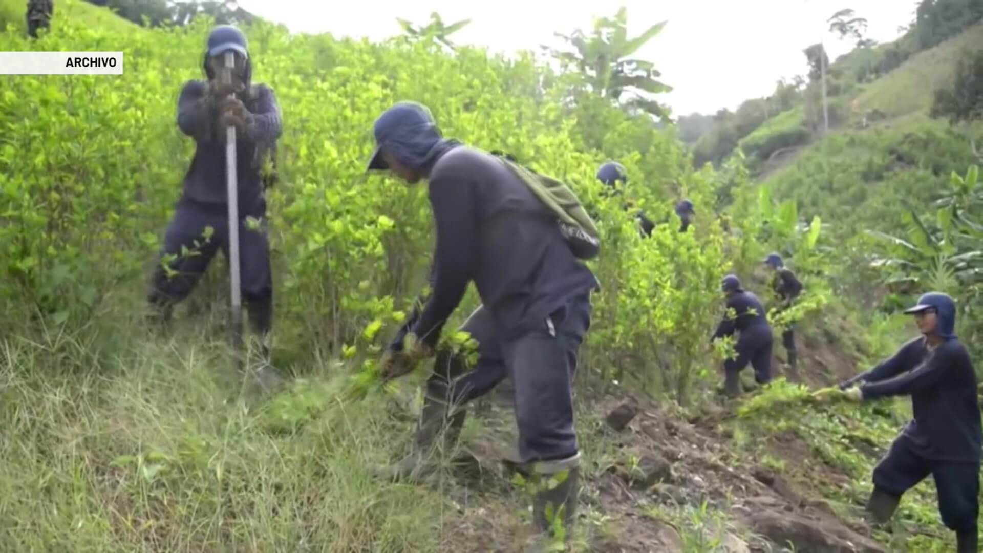 Aumento de cultivos ilícitos en Ituango y Cáceres