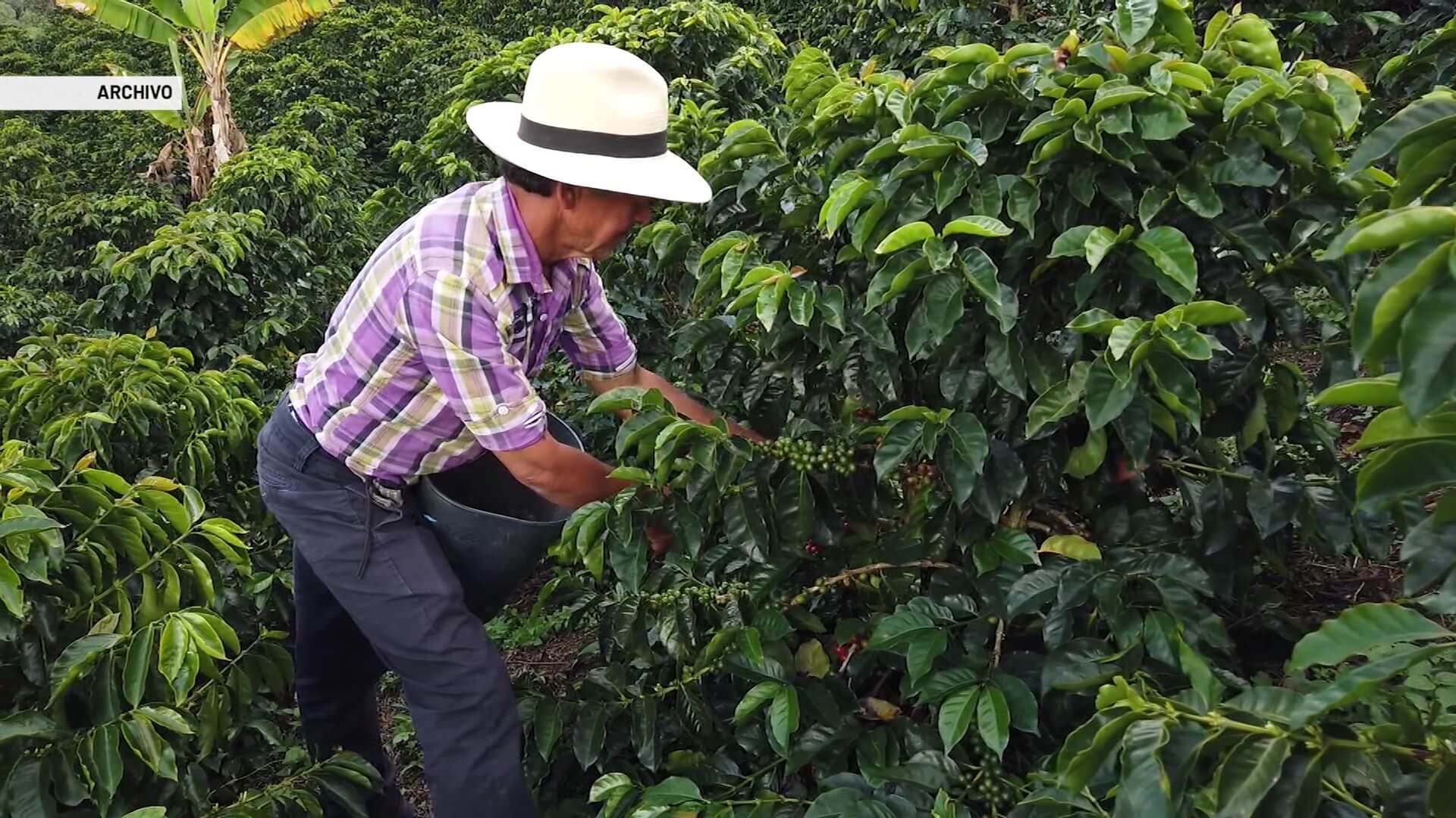 Cafeteros cierran año con buenas cifras