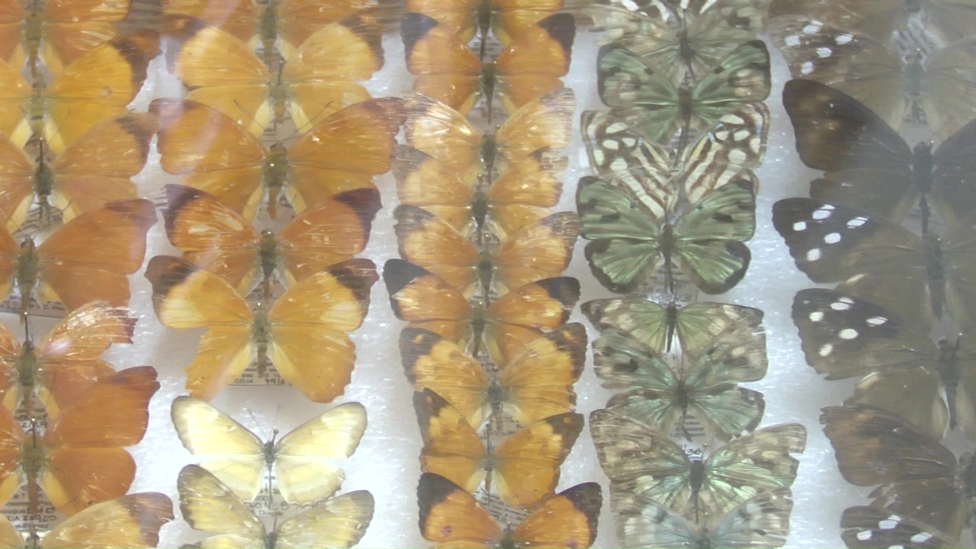 Colección entomológica U. de A. cumple 25 años
