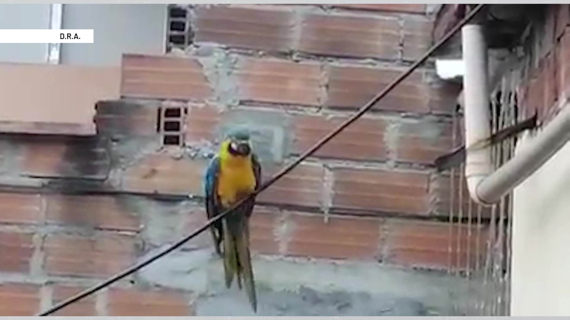 Guacamaya víctima de pólvora y sin alas