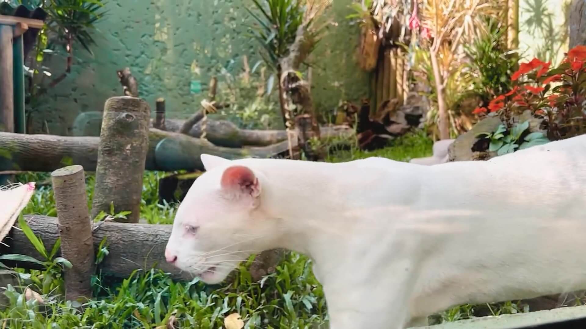 Primer ocelote albino en Colombia
