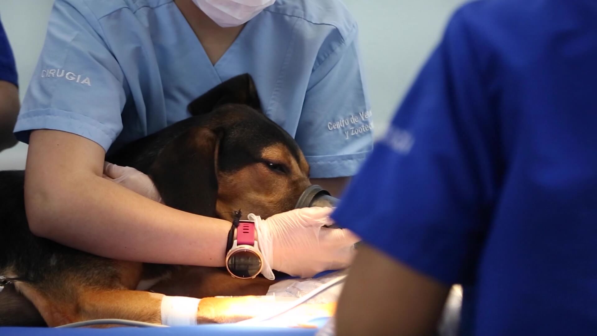 Primera cirugía canina con tecnología 3D