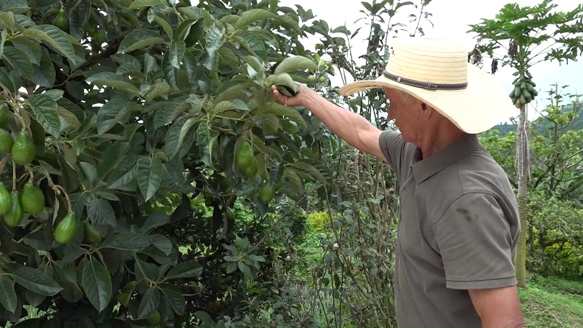 Aguacate colombiano busca nuevos mercados