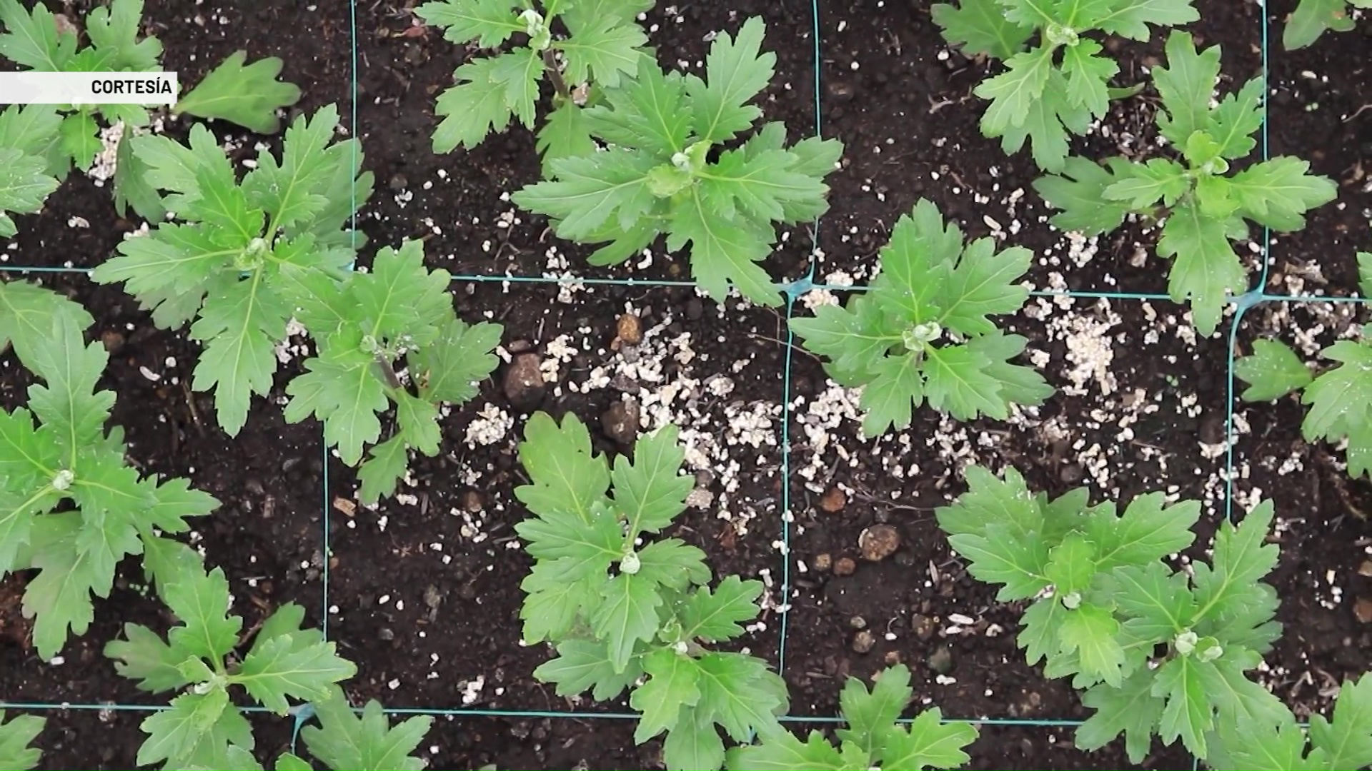 Bacterias y hongos para agricultura más limpia