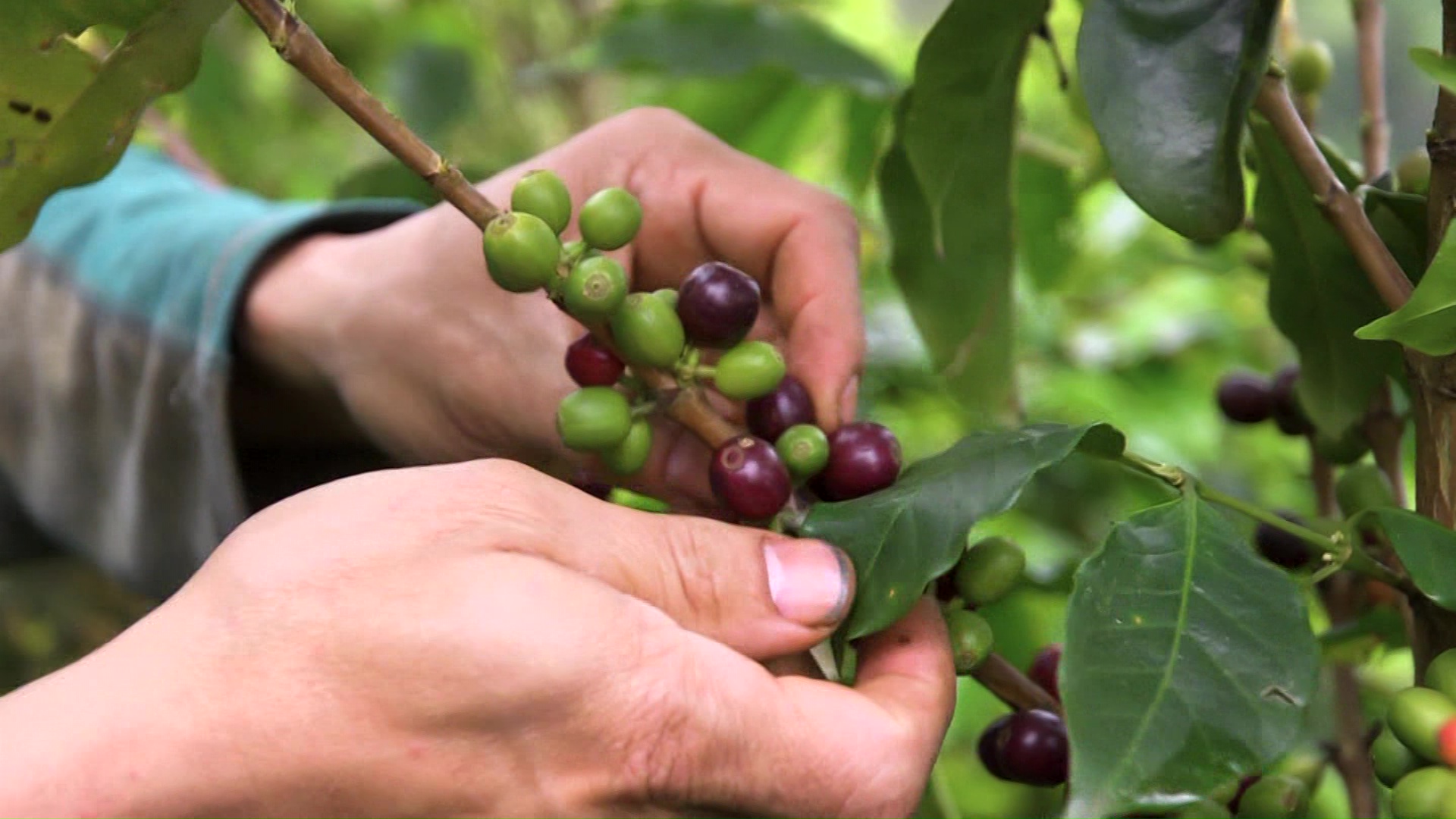 En 2022, producción de café bajó un 12,6 %