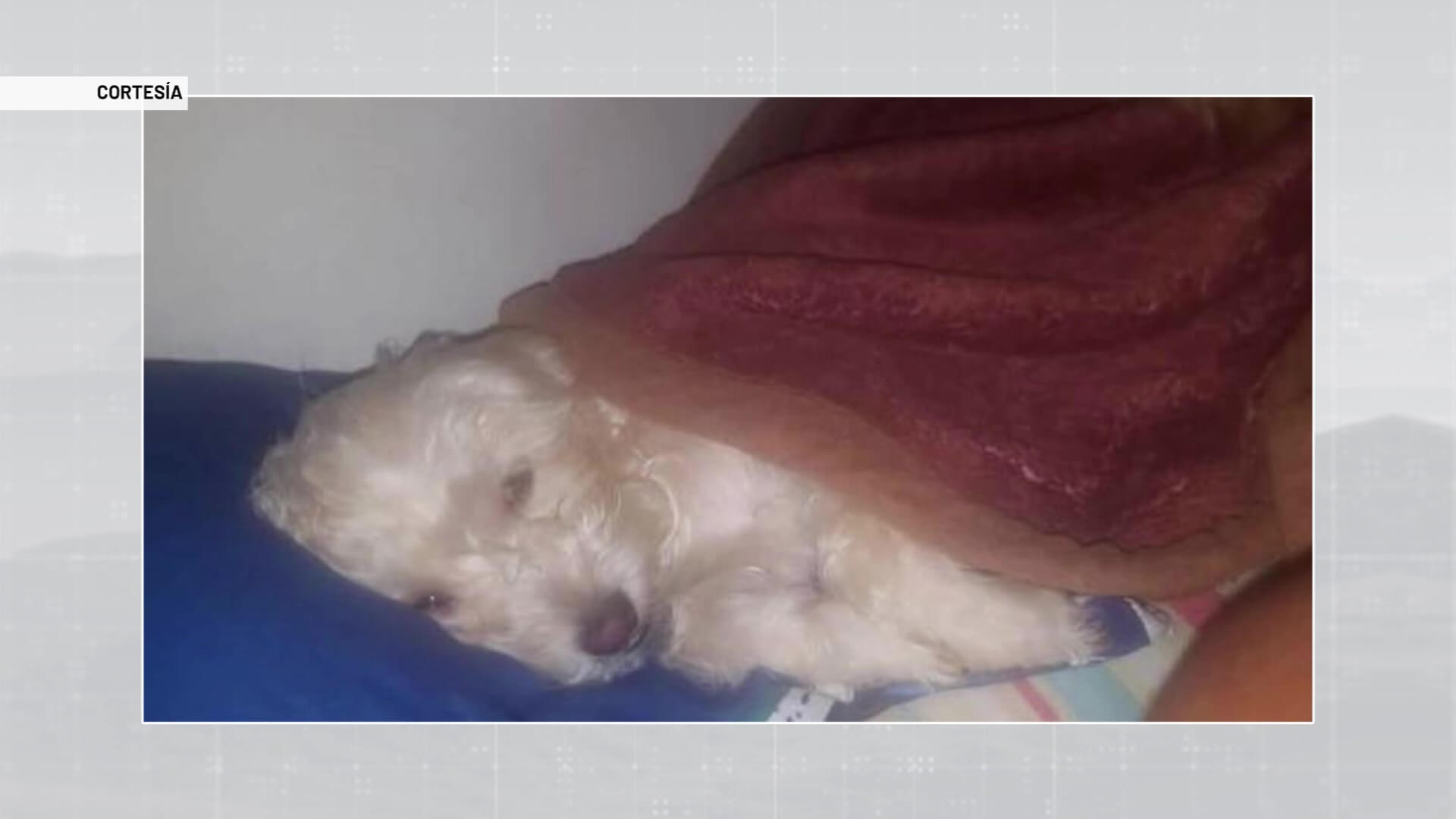 «Judicializados por la muerte de un gato y un perro»