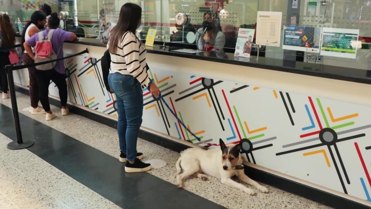 Manejo de mascotas durante los viajes