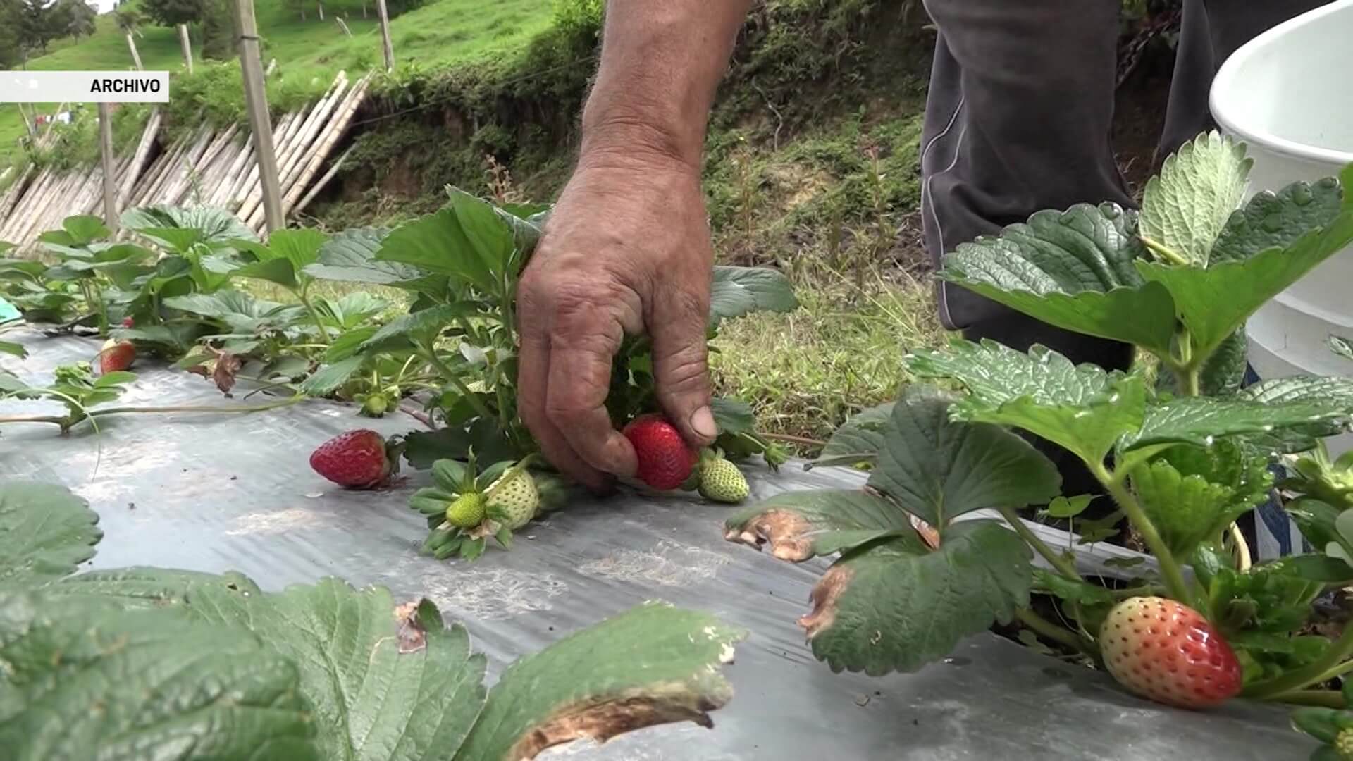 Reconocen la agrologística de Antioquia