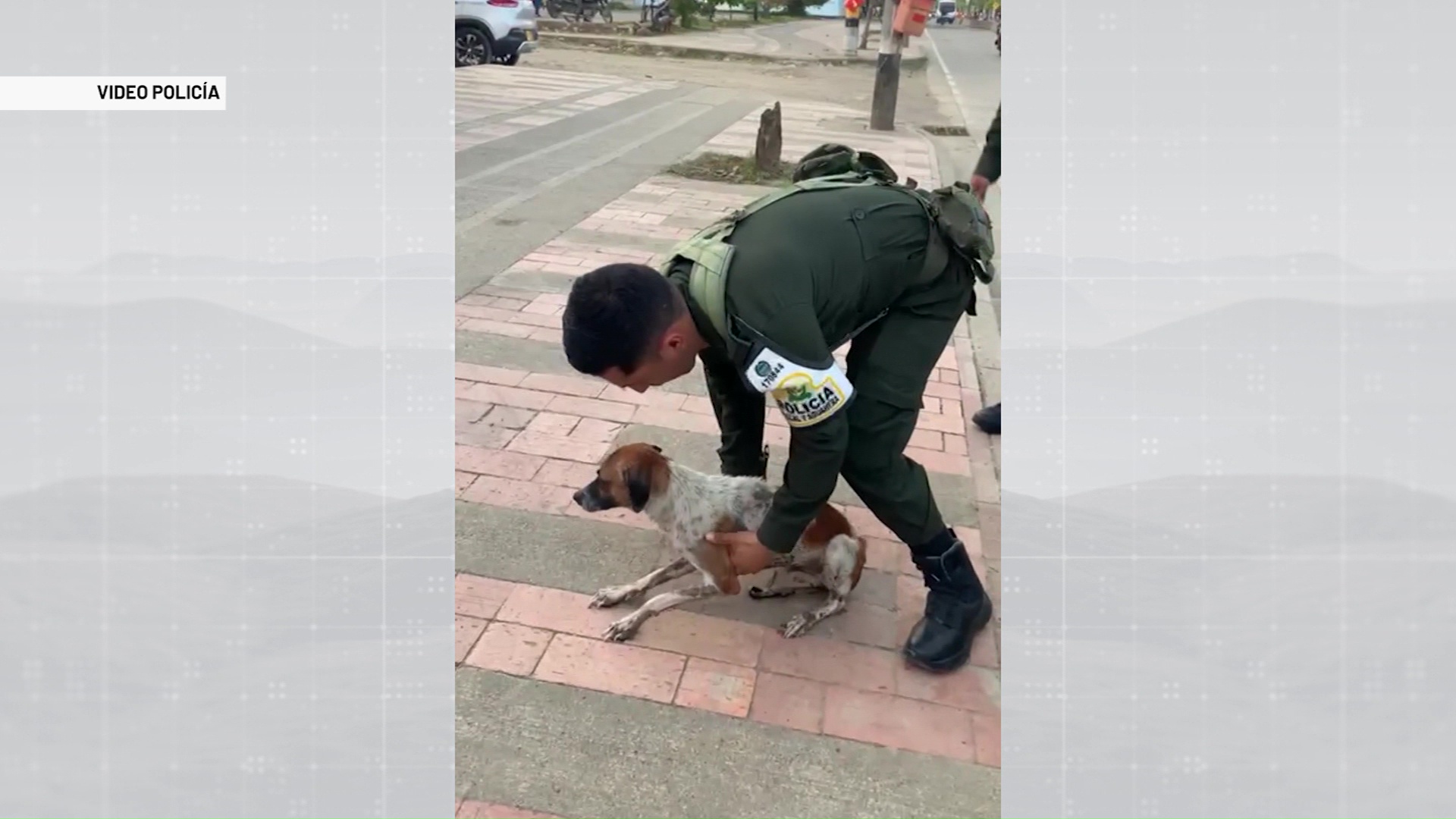 Rescatan un perro que fue lanzado a un caño