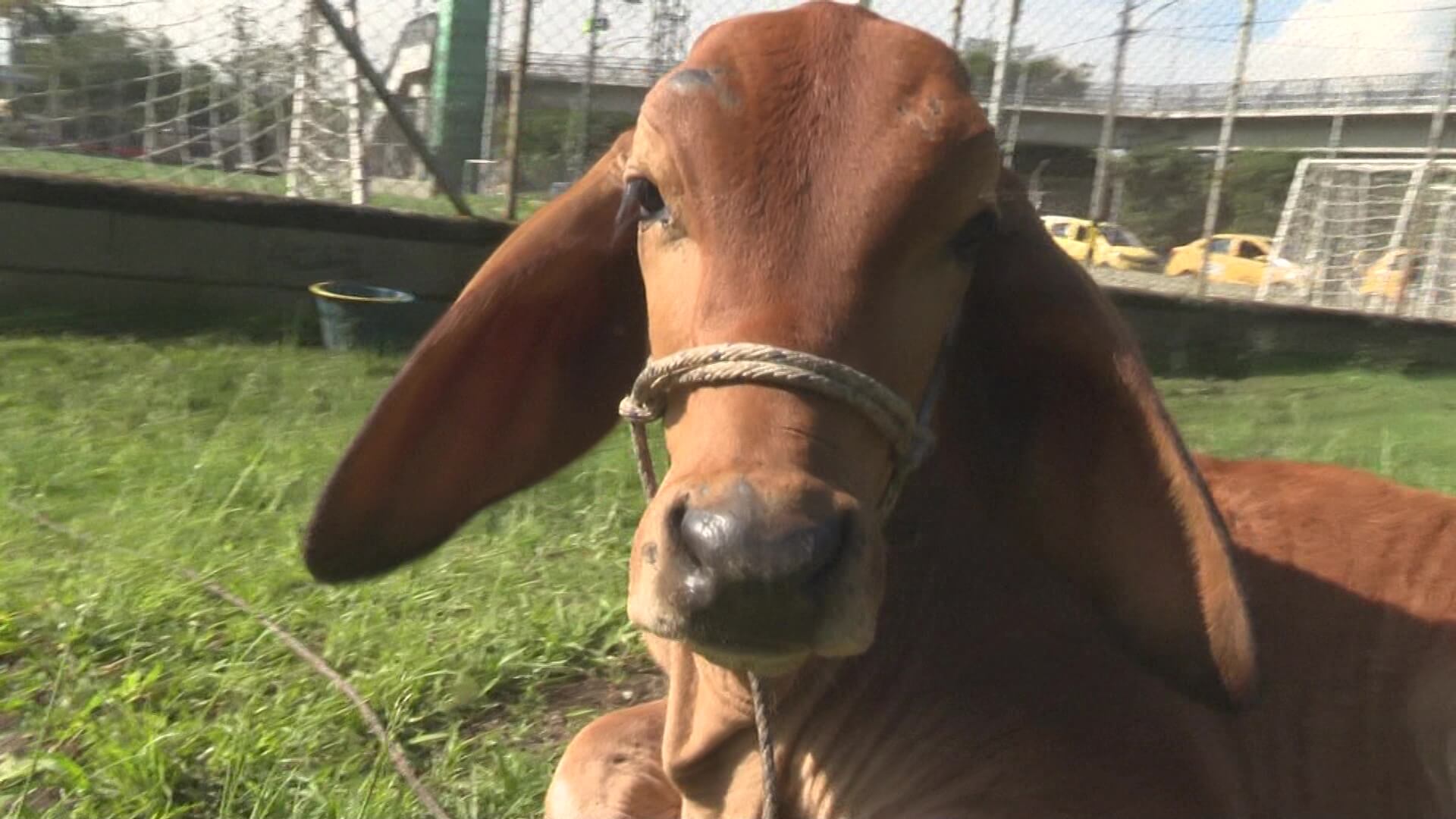 Ternero cayó de un camión y entró al ‘Poli