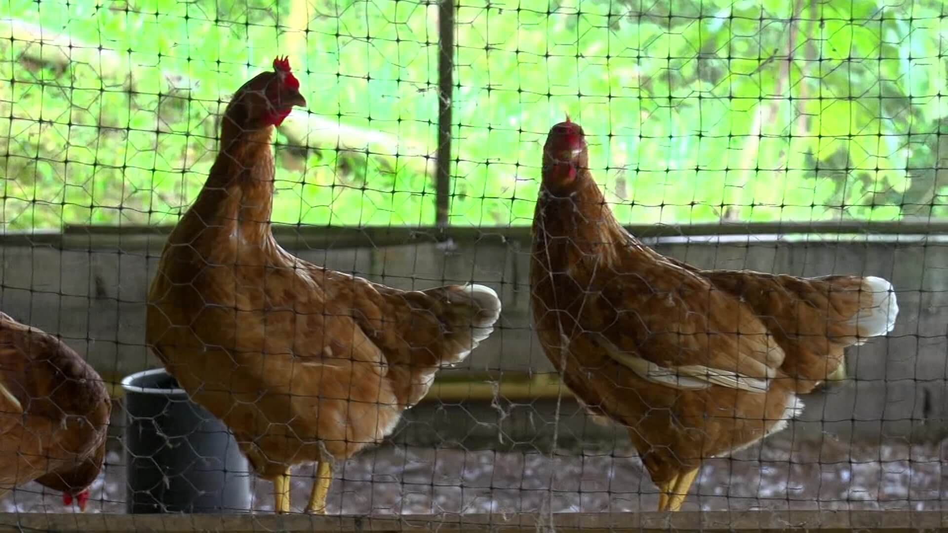 Un globo con pólvora provoca la muerte a 70 gallinas