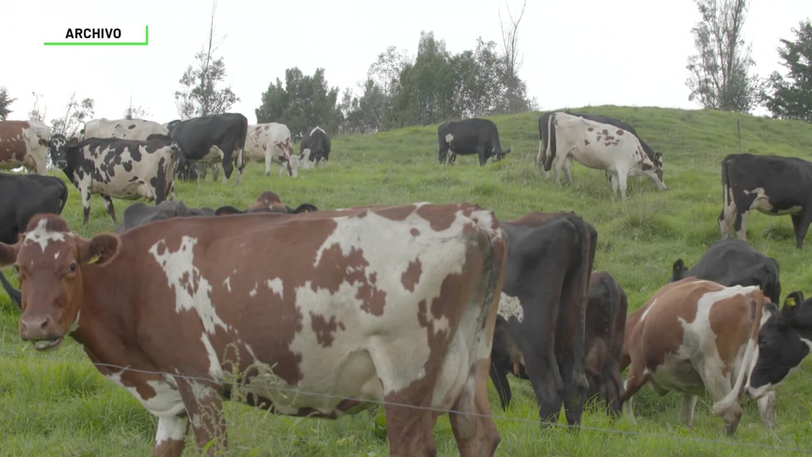 Avanza compra de tierra del Gobierno a Fedegán