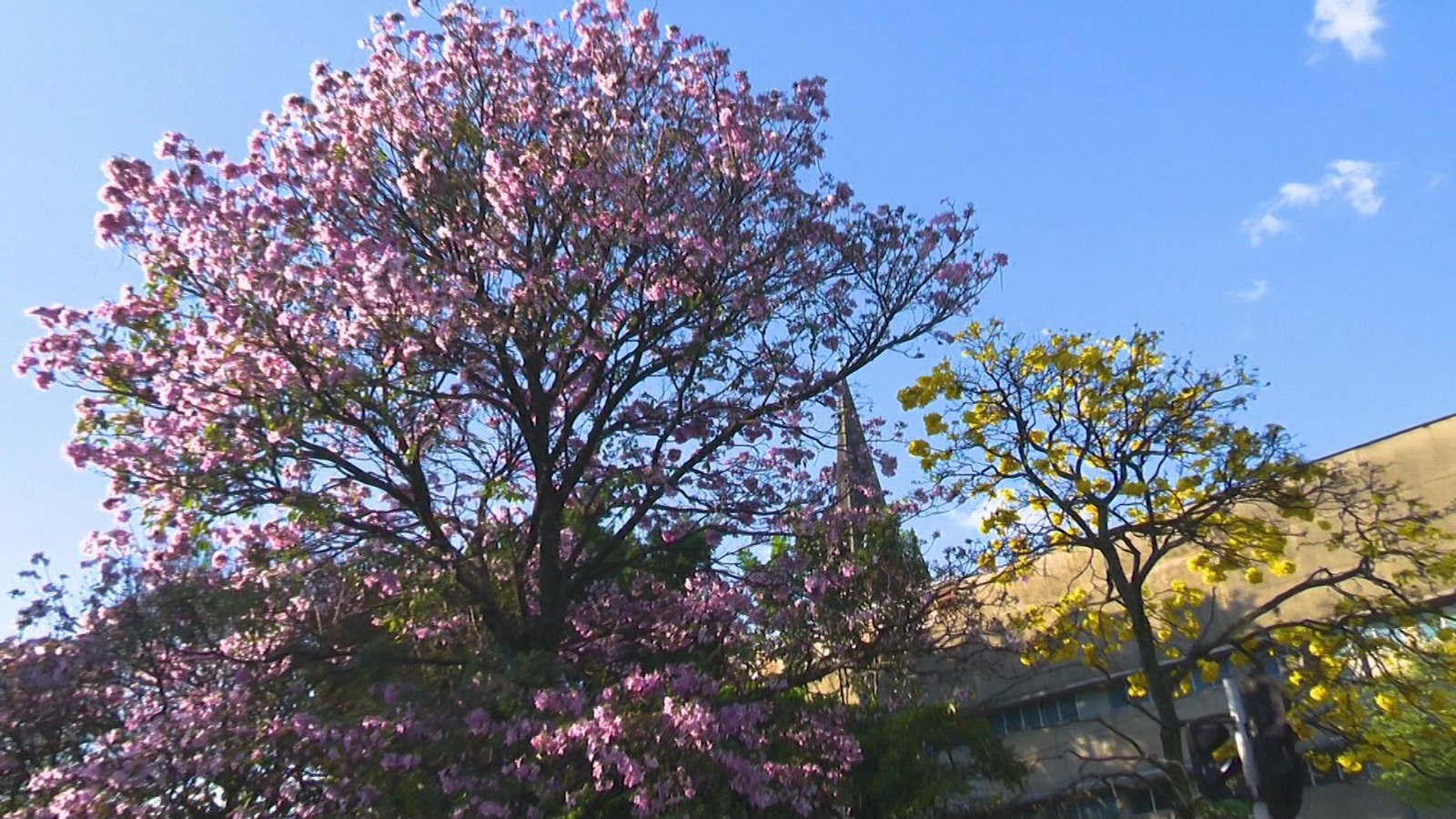 Centenares de guayacanes florecen en Medellín