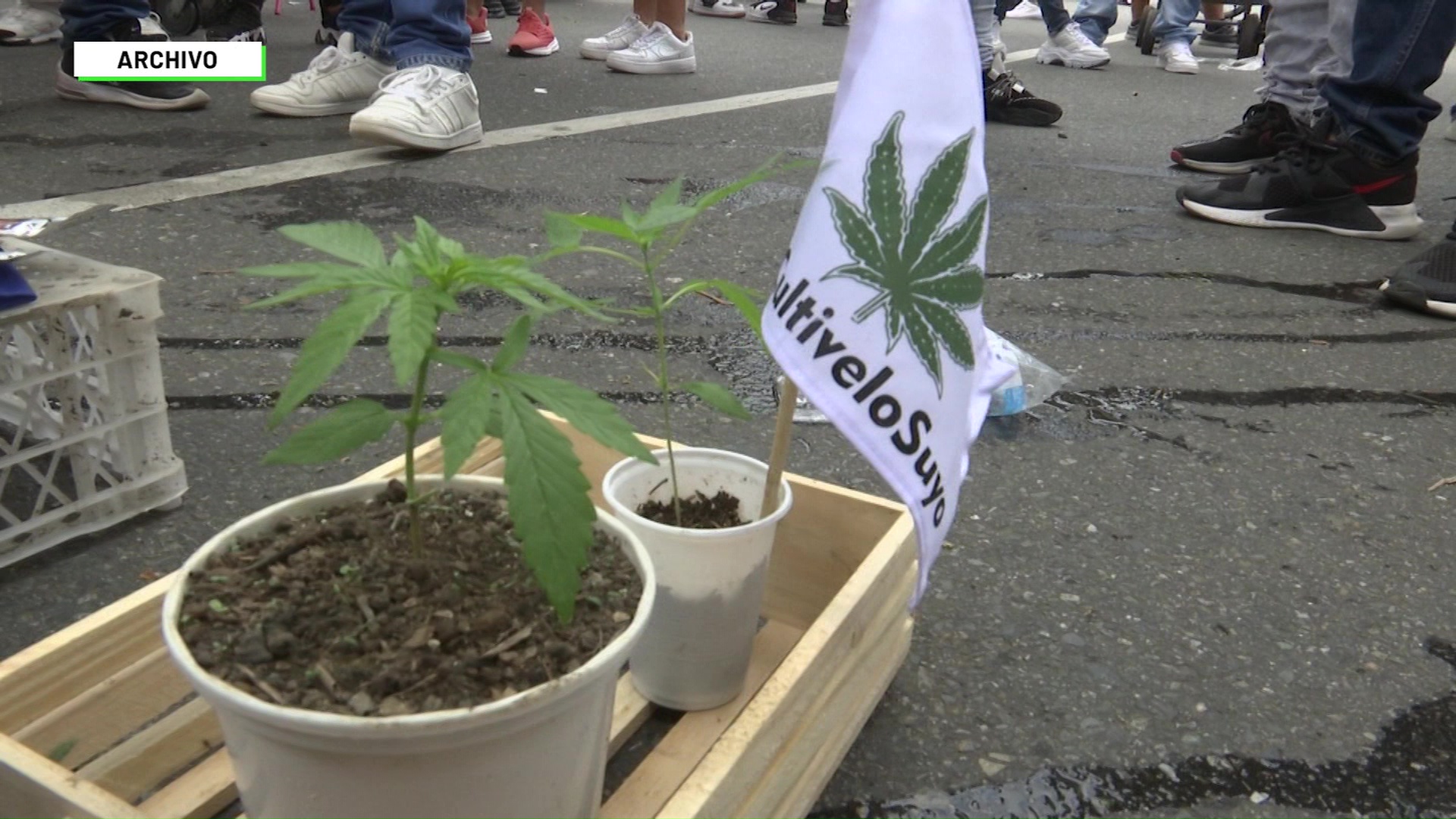 Continúa la polémica por marihuana recreativa