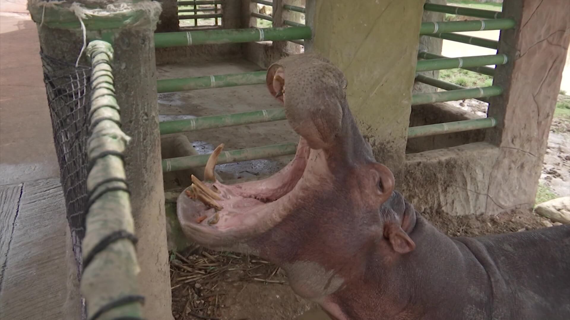 India y México quieren los hipopótamos