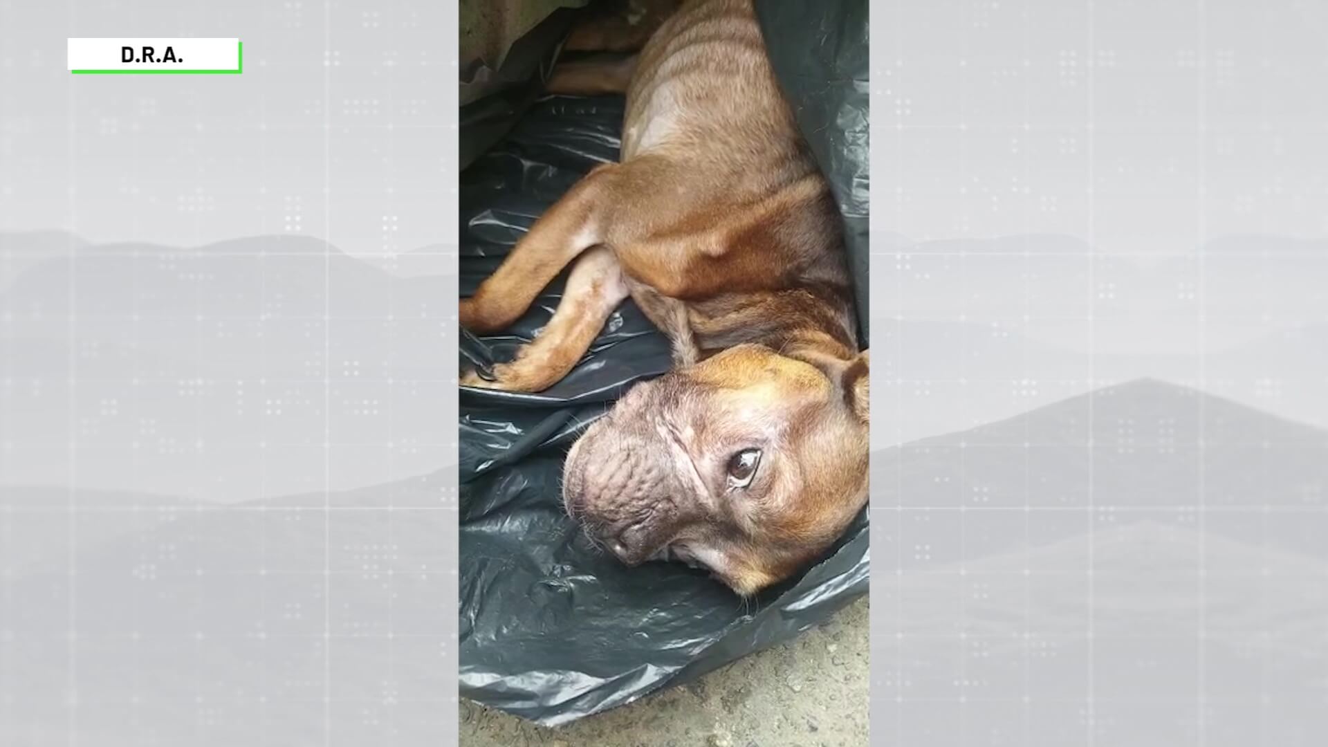 Lanzan cachorro a la basura