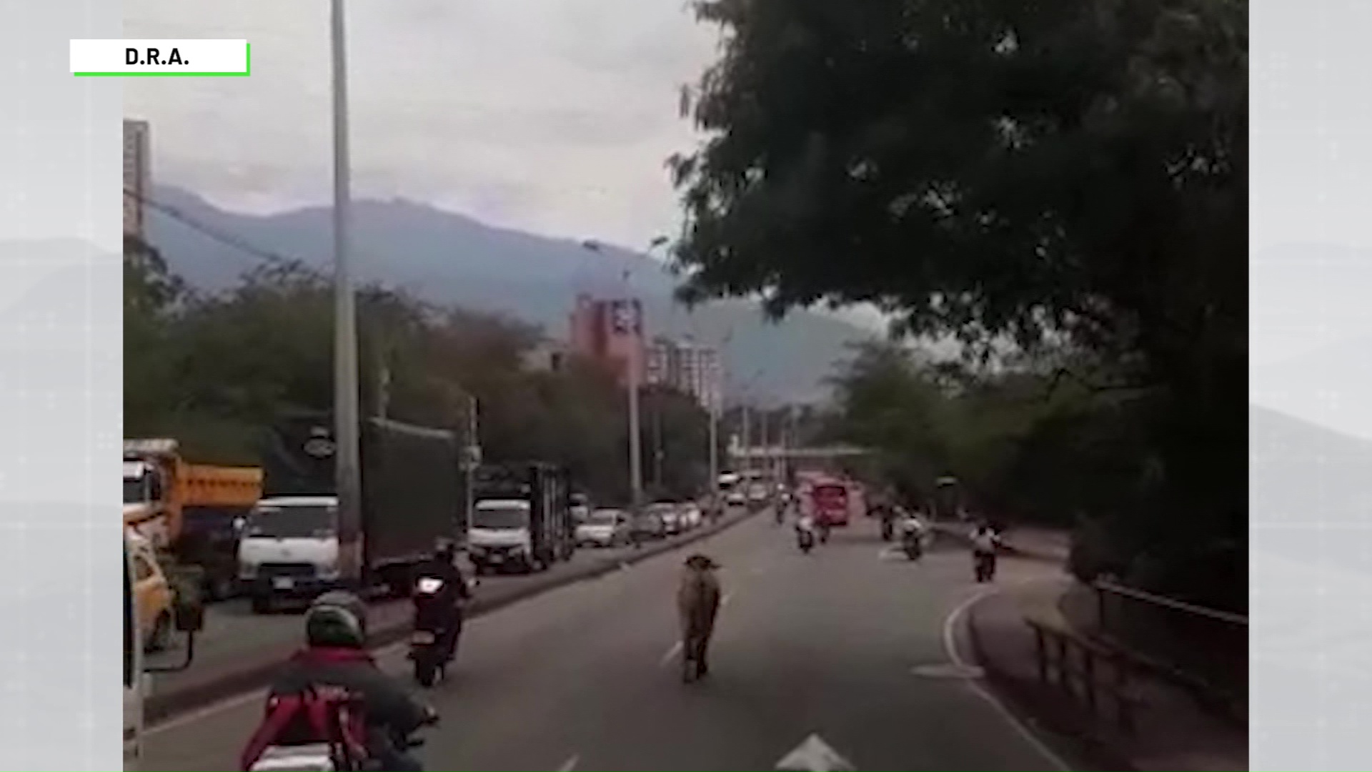 Motociclista chocó contra una vaca
