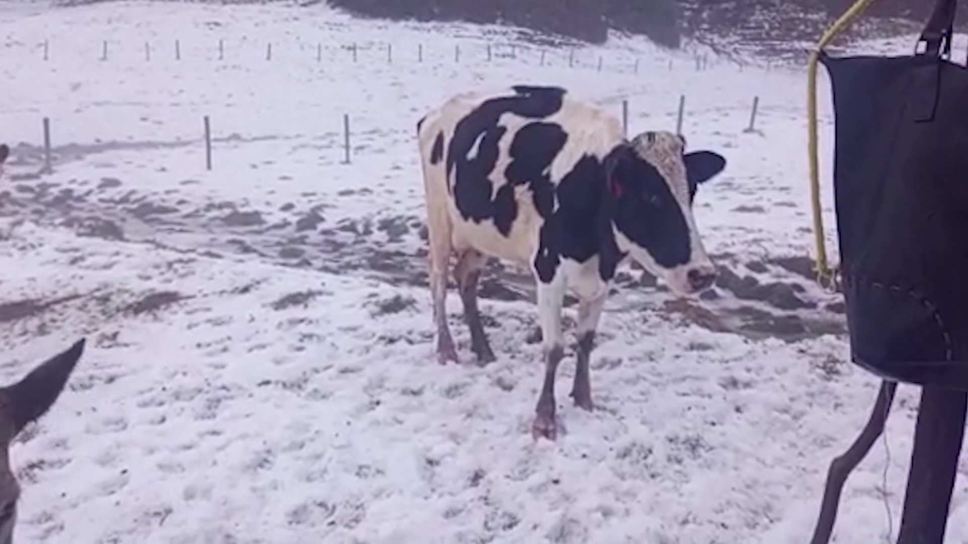 Pérdidas millonarias por granizadas en el Norte