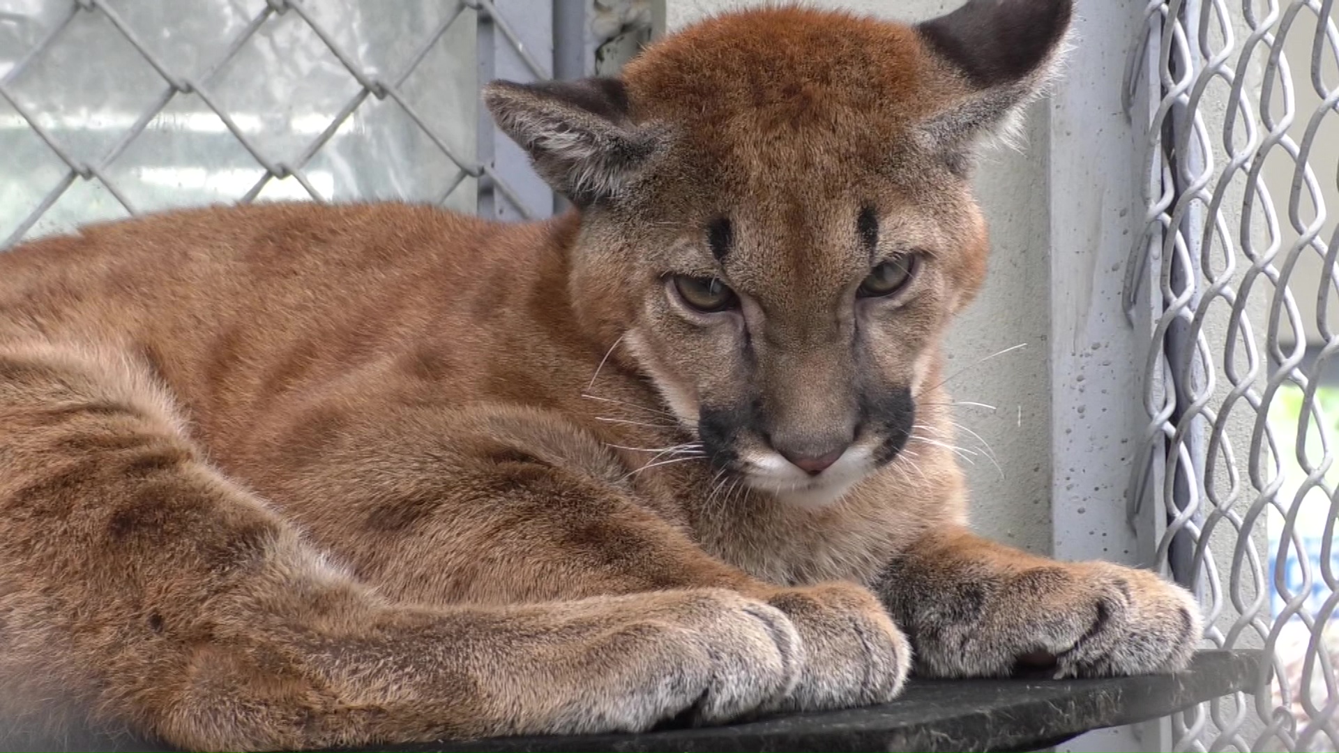 Trasladan puma rescatado en el Suroeste