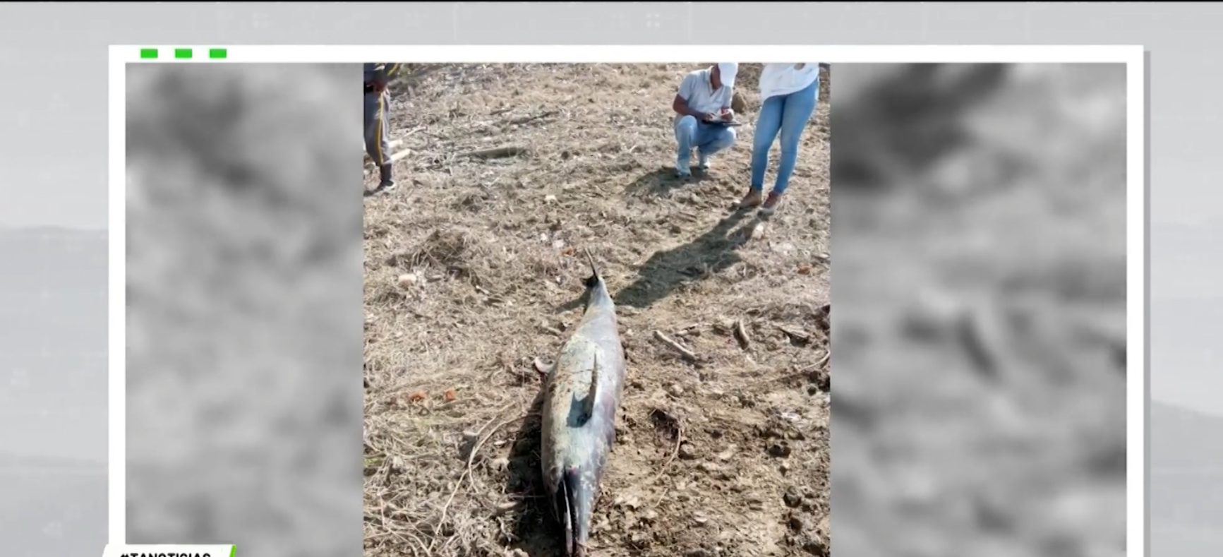 Hallan delfín muerto en playa de Arboletes