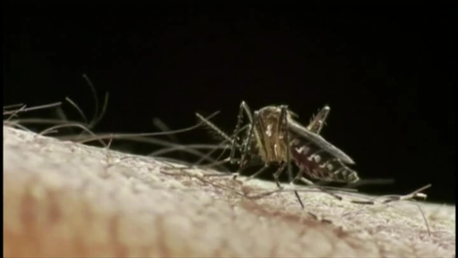 Advierten aumento en casos de Dengue