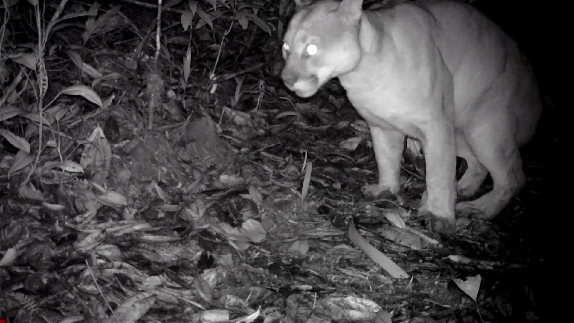 Ambientalistas reportan avistamiento de un puma