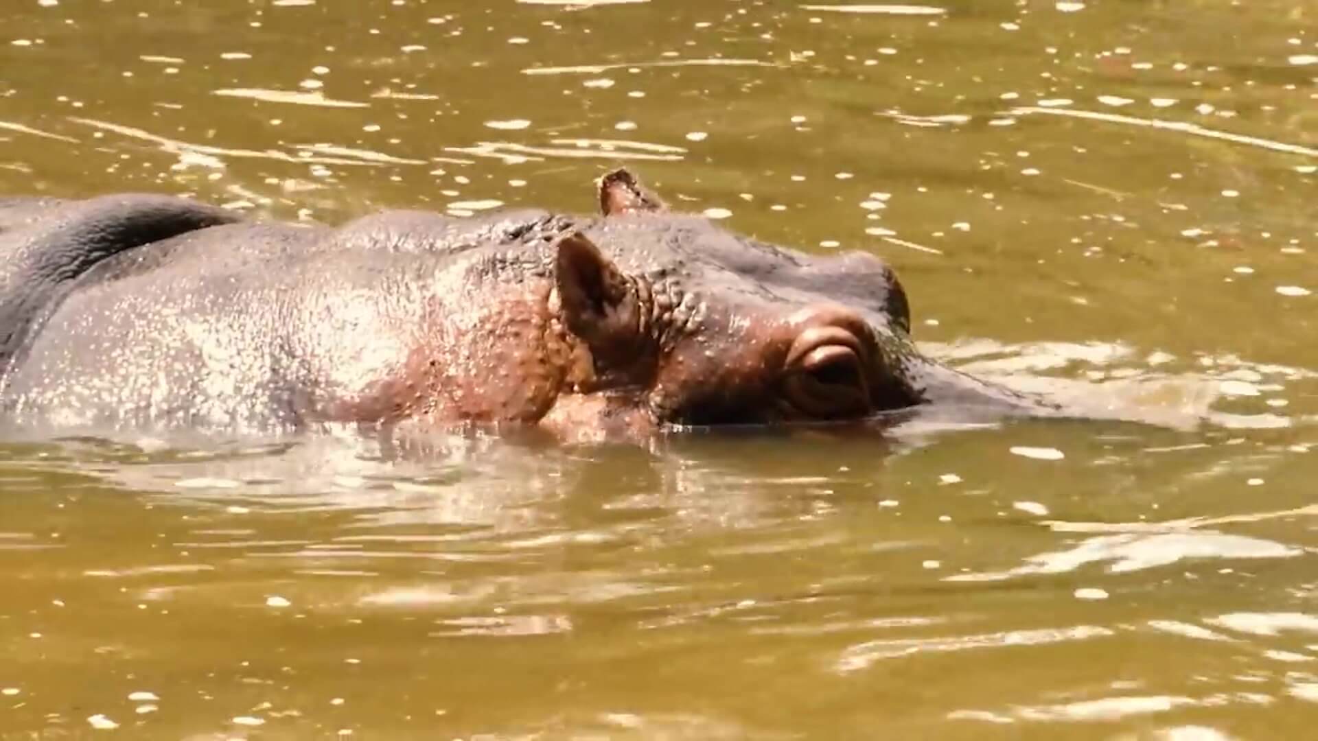 Así trasladarían hipopótamos desde Doradal